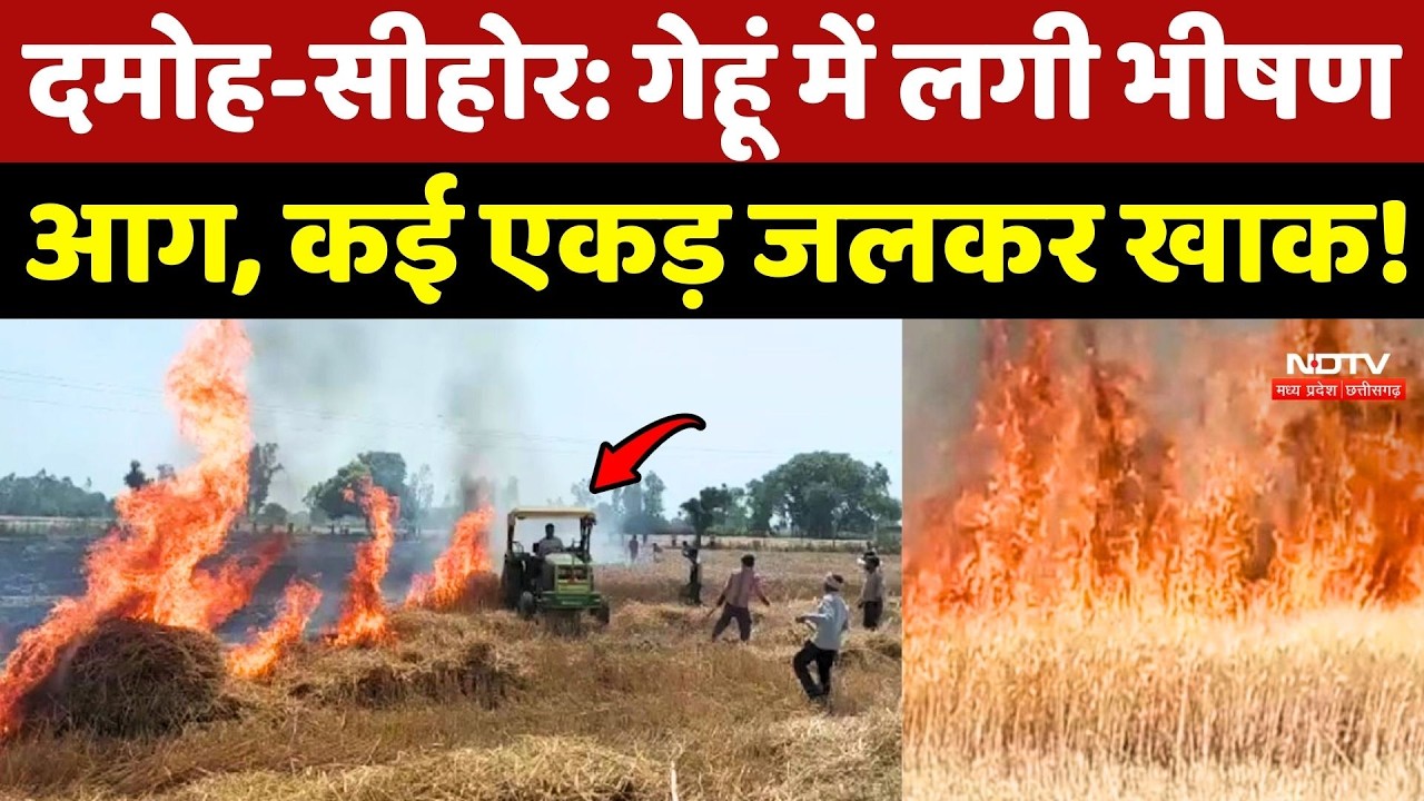 Damoh और Sehore:  गेहूं में लगी भीषण आग, कई एकड़ जलकर खाक!