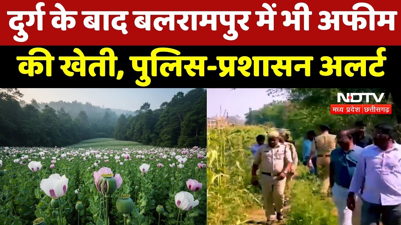 Opium Farming Case: Durg के बाद Balrampur में भी अफीम की खेती, Police Administration Alert