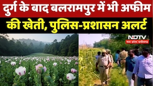Opium Farming Case: Durg के बाद Balrampur में भी अफीम की खेती, Police Administration Alert
