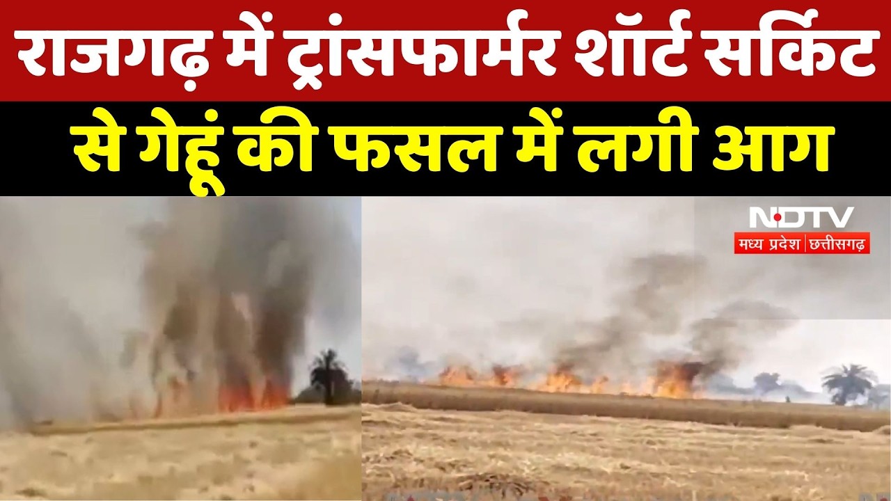 Rajgarh में फसल हादसा! किसान की मेहनत पर आग का कहर