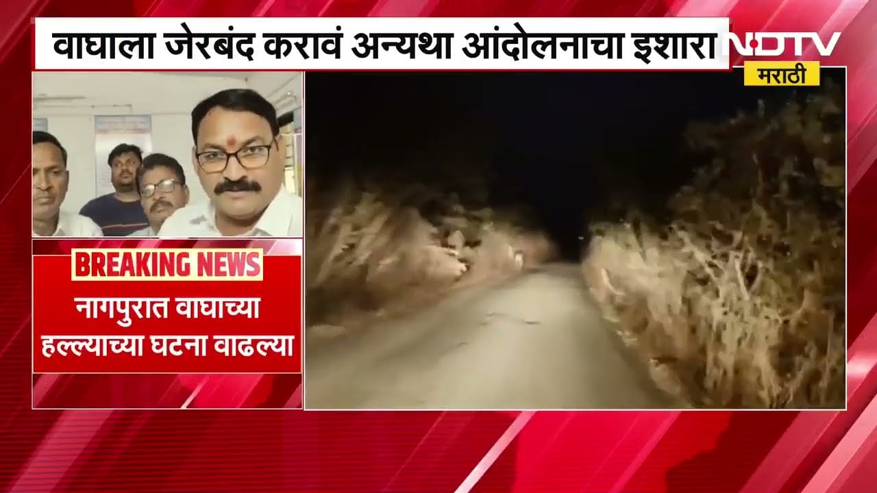 कापूस वेचताना मागून वाघाची झडप, Nagpur मध्ये वाघाच्या हल्ल्याच्या घटना वाढल्या । NDTV मराठी