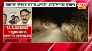 कापूस वेचताना मागून वाघाची झडप, Nagpur मध्ये वाघाच्या हल्ल्याच्या घटना वाढल्या । NDTV मराठी