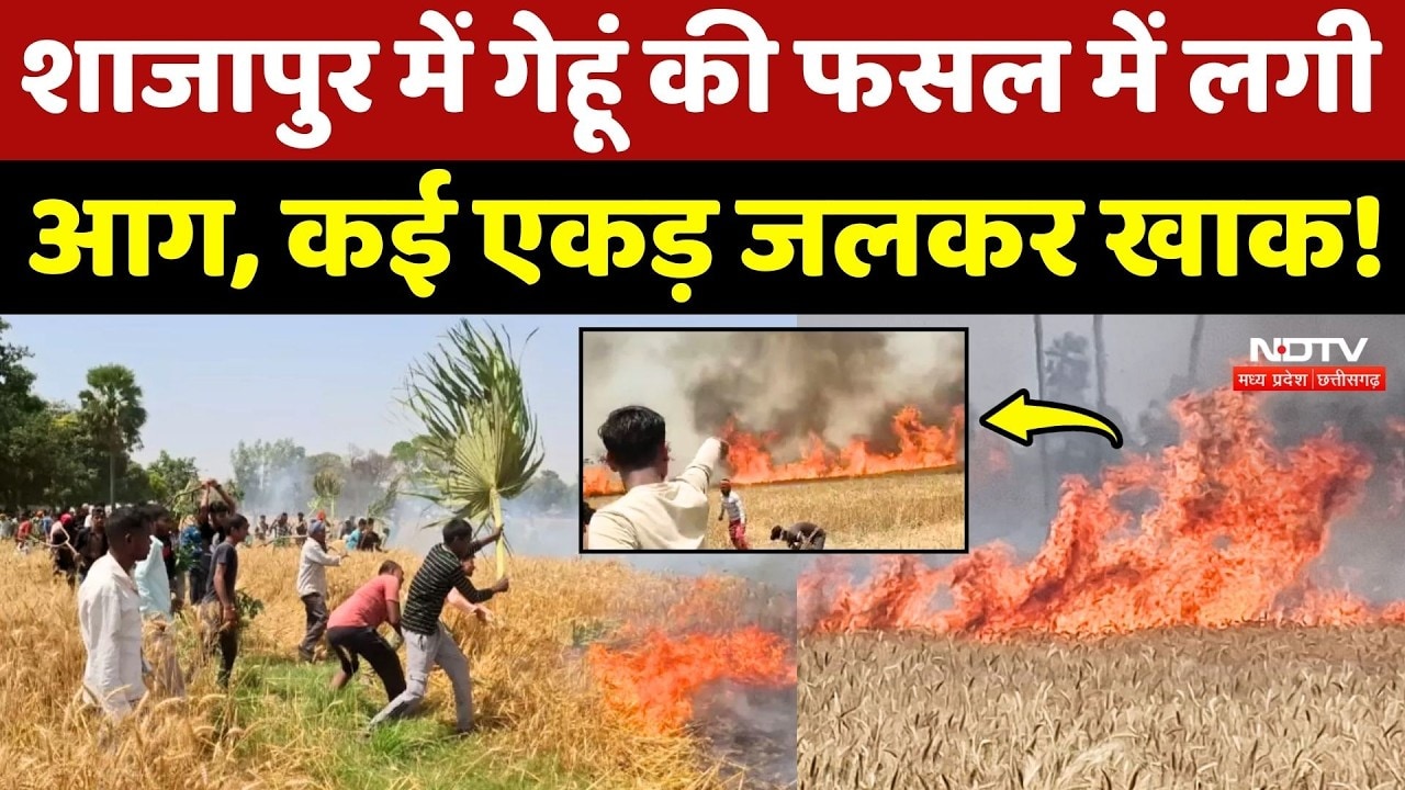 Shajapur और Badwani में गेहूं की फसल में लगी आग, कई एकड़ जलकर खाक!