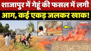 Shajapur और Badwani में गेहूं की फसल में लगी आग, कई एकड़ जलकर खाक!