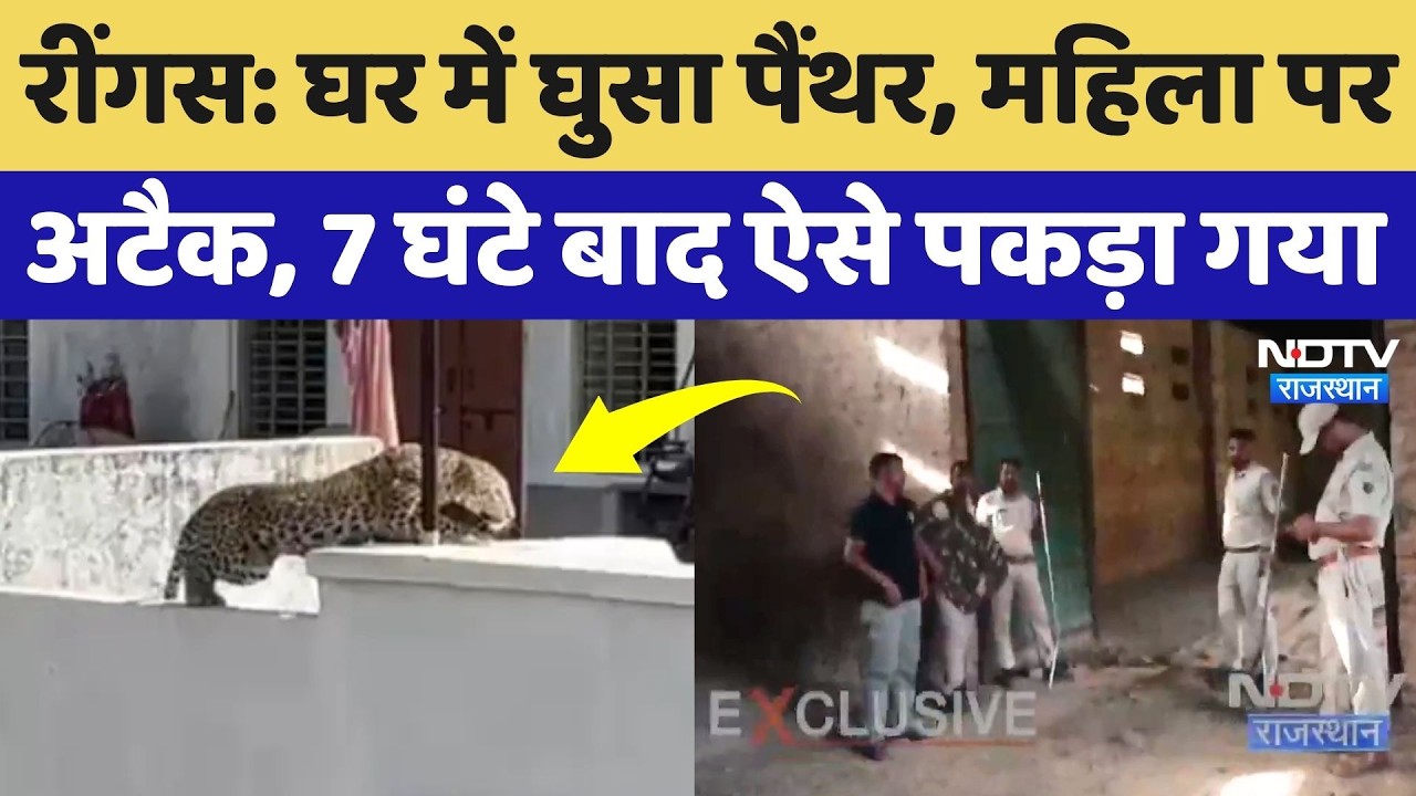 Leopard Attack Video:  रींगस में तेंदुए ने महिला पर किया हमला, वन विभाग ने 7 घंटे पर ऐसे पकड़ा