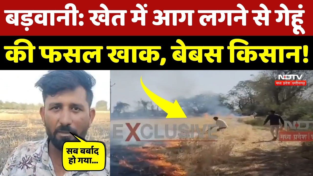 Barwani News: गेहूं के खेत में लगी भीषण आग, लाखों की फसल जलकर राख! NDTV MPCG | Barwani News