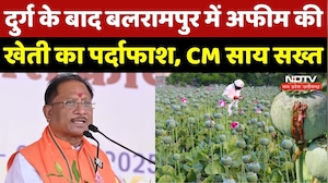 Opium Farming Case: Durg के बाद Balrampur में भी अफीम की खेती का खुलासा! CM Visnu का सख्त Action