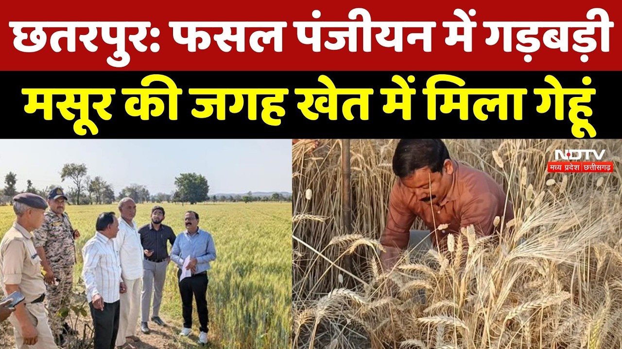 Chhatarpur News: फसल पंजीयन में बड़ा फर्जीवाड़ा! कागजों में मसूर, खेत में खड़ा मिला गेहूं