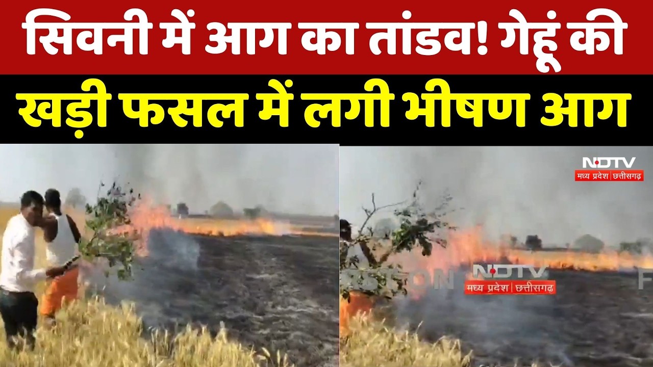 MP Fire News: Seoni में आग का तांडव! गेहूं की खड़ी फसल में लगी भीषण आग