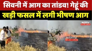 MP Fire News: Seoni में आग का तांडव! गेहूं की खड़ी फसल में लगी भीषण आग