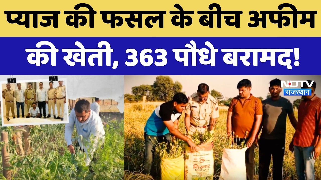Jaipur: प्याज की फसल के बीच अफीम की खेती, 363 पौधे बरामद! Farmer गिरफ्तार