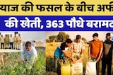 प्याज की फसल के बीच अफीम की खेती, 363 पौधे बरामद! Farmer गिरफ्तार