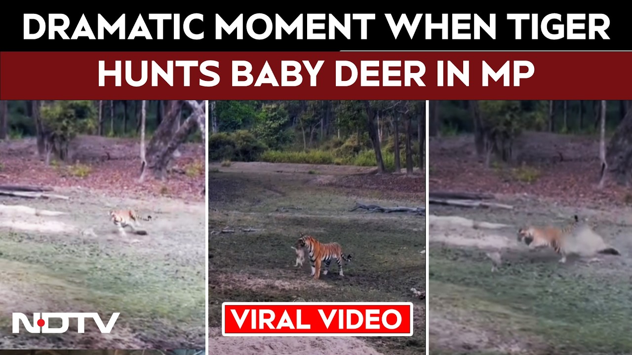 Tourist Captures Tiger Hunting Baby Deer At Tiger Reserve, Video Goes Viral