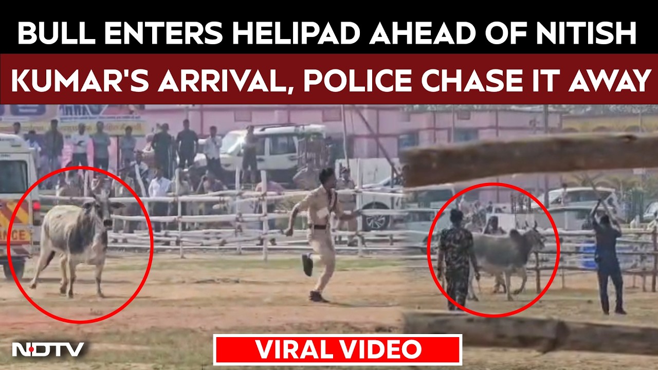 Bull Enters Helipad Ahead Of Nitish Kumar&rsquo;s Arrival, Police Chase It Away
