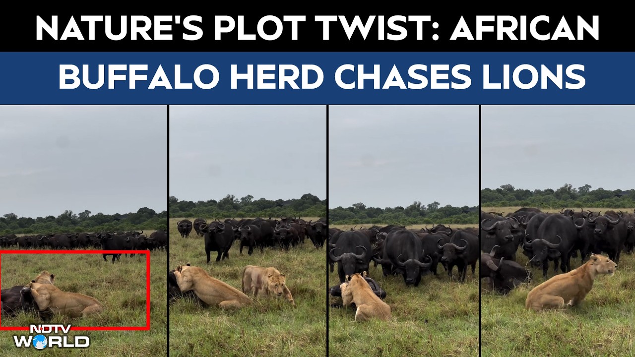 Nature&rsquo;s Plot Twist: African Buffalo Herd Forces Lions To Flee In Masai Mara