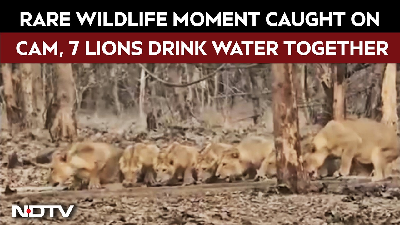 Rare Wildlife Moment: Pride Of Seven Lions Seen At Water Hole In Sasan Gir