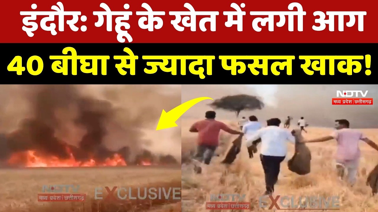 Indore News: गेहूं के खेत में लगी भीषण आग, 40 बीघा से ज्यादा फसल जलकर राख! MPCG News | Top News