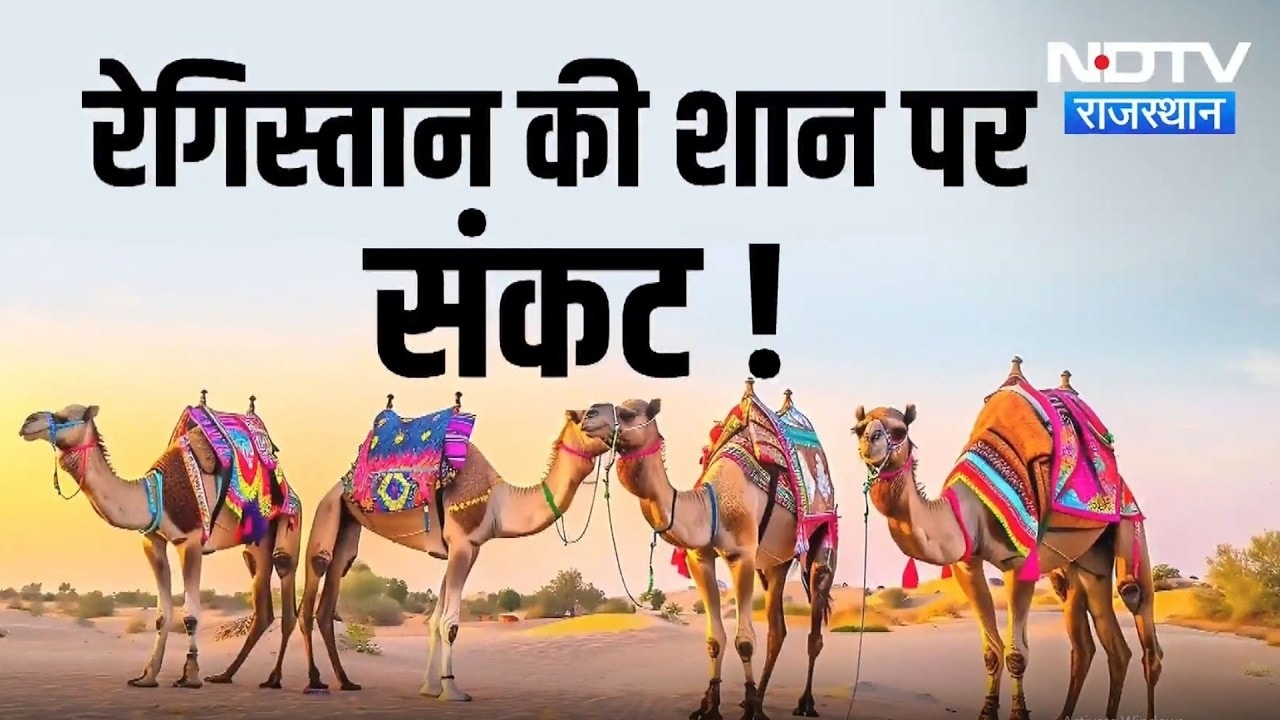 Rajasthan News: 10 साल में आधी हुई ऊंटों की तादाद, क्यों कम हो रहे हैं 'रेगिस्तान के जहाज'? Top News