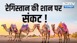 Rajasthan News: 10 साल में आधी हुई ऊंटों की तादाद, क्यों कम हो रहे हैं 'रेगिस्तान के जहाज'? Top News