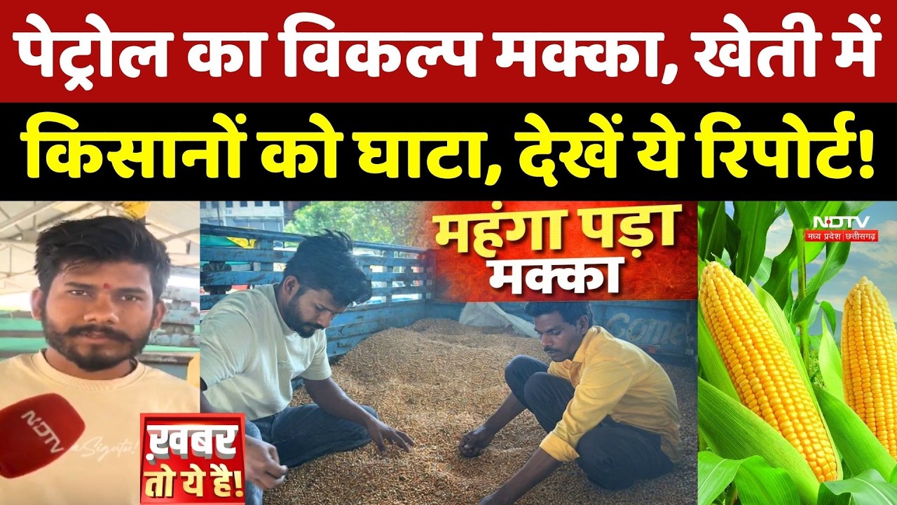 Corn Farmers Crisis: MP में 'पेट्रोल का विकल्प' बनने चला था किसान! अब खेती में हो रहा घाटा