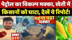 Corn Farmers Crisis: MP में 'पेट्रोल का विकल्प' बनने चला था किसान! अब खेती में हो रहा घाटा