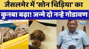 Jaisalmer में 'सोन चिड़िया' का कुनबा बढ़ा! जन्मे दो नन्हे Godawan | Top News | Rajasthan News