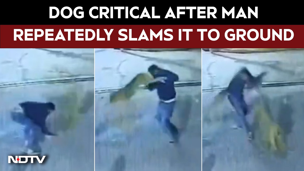 Street Dog Critical After Man Repeatedly Slams It To The Ground