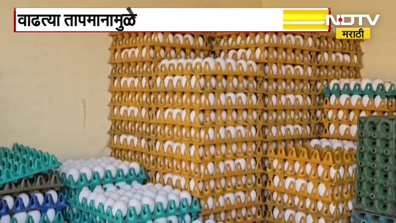 Egg Price Drop | एका ट्रेमागे जवळपास 70 रुपयांची घसरण, वाढत्या तापमानामुळे अंड्यांचे दर घसरले
