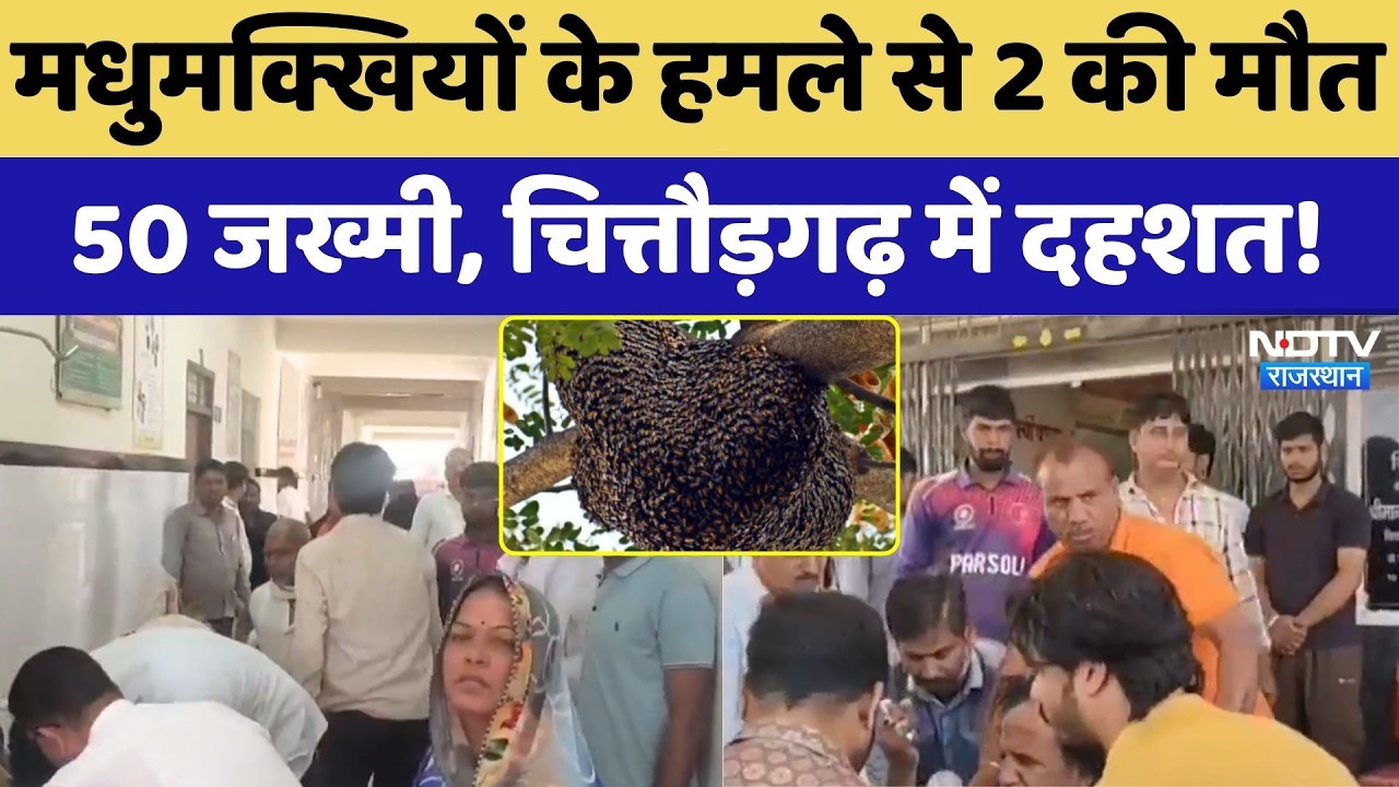 Chittorgarh Bees Attack: मधुमक्खियों के हमले से 2 की मौत, 50 जख्मी, चित्तौड़गढ़ में दहशत! | Breaking