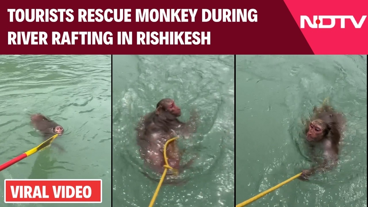 Tourists Rescue Monkey During River Rafting In Rishikesh