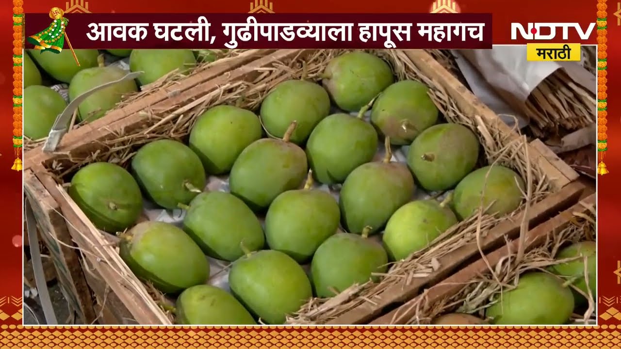 APMC मध्ये आंब्याची आवक कमी झाली, आंब्याच्या दरांमध्ये वाढ ।  NDTV मराठी Report