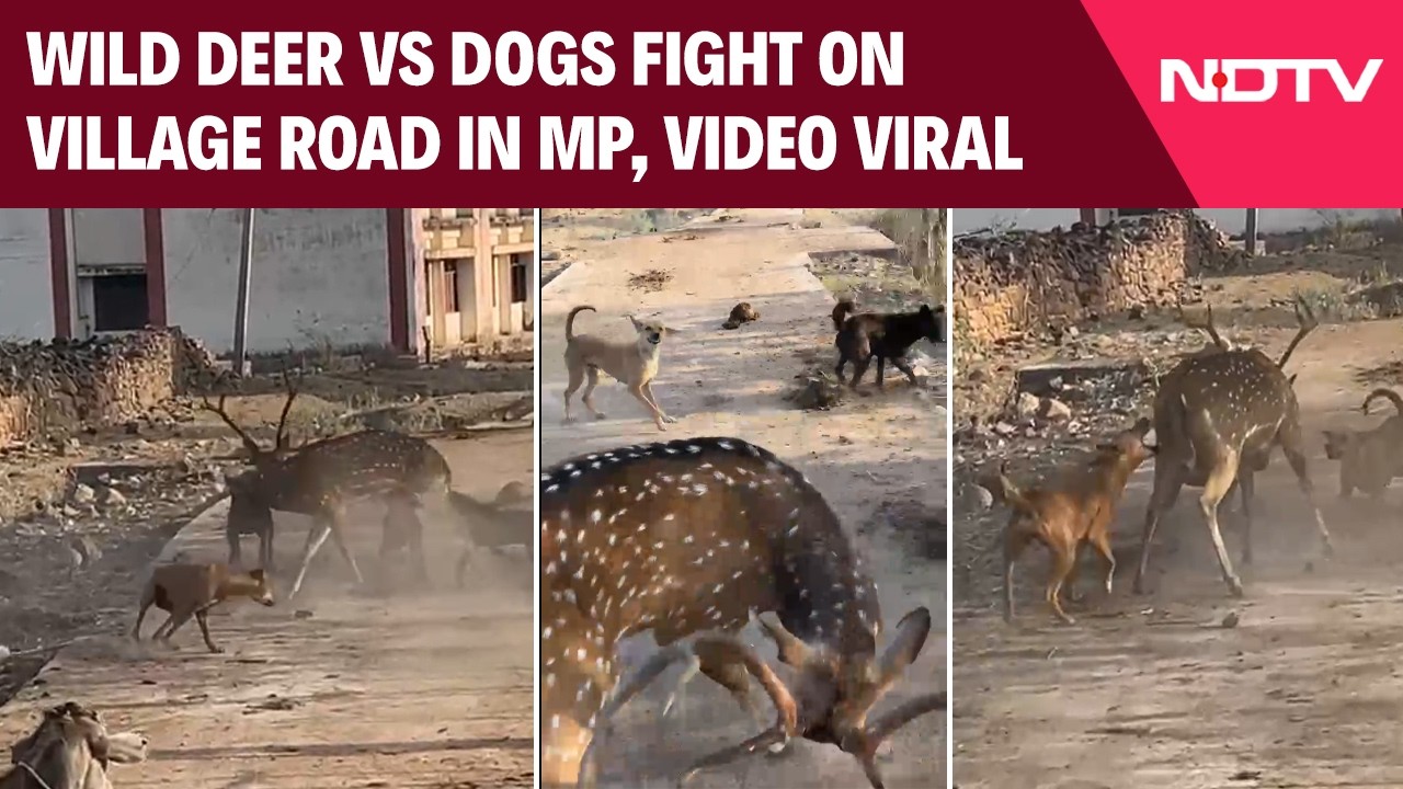 Wild Deer Attacked By Stray Dogs In MP, Rescued By Local, Video  Viral