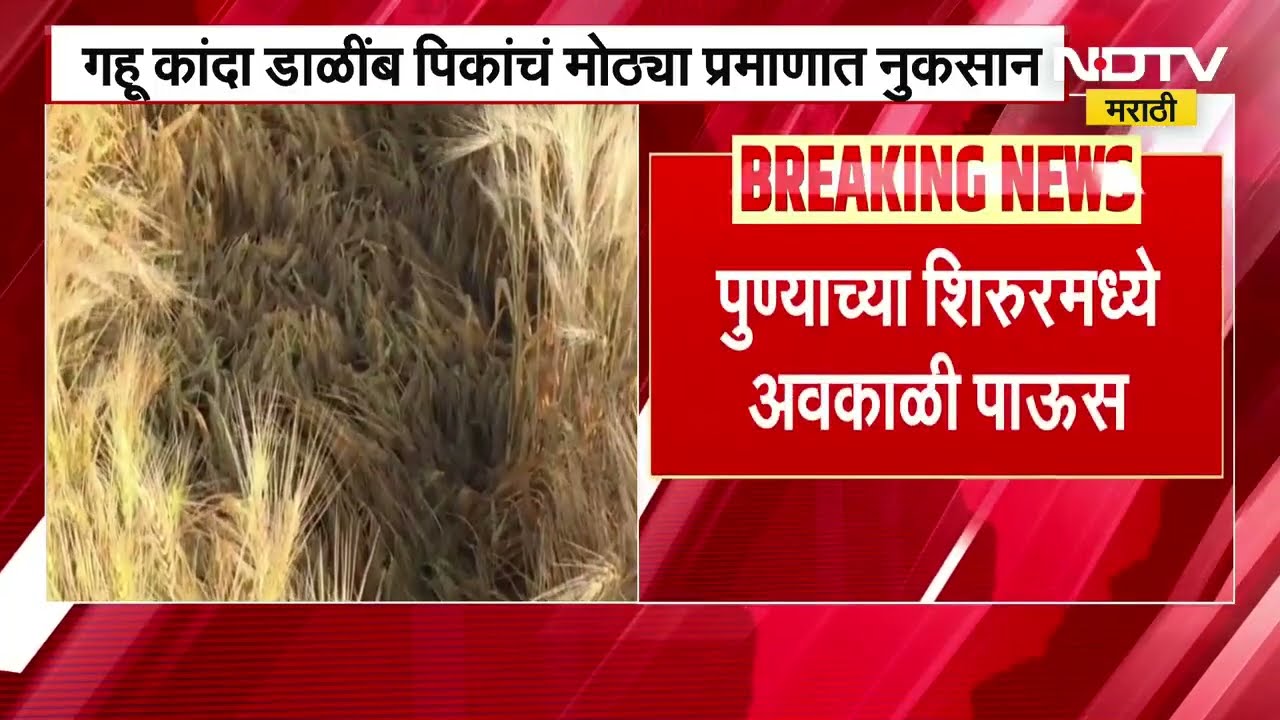 Unseasonal Rain in Pune | Shirur मध्ये अवकाळीमुळे गहू, कांदा, डाळींब पिकांचं मोठ्या प्रमाणात नुकसान