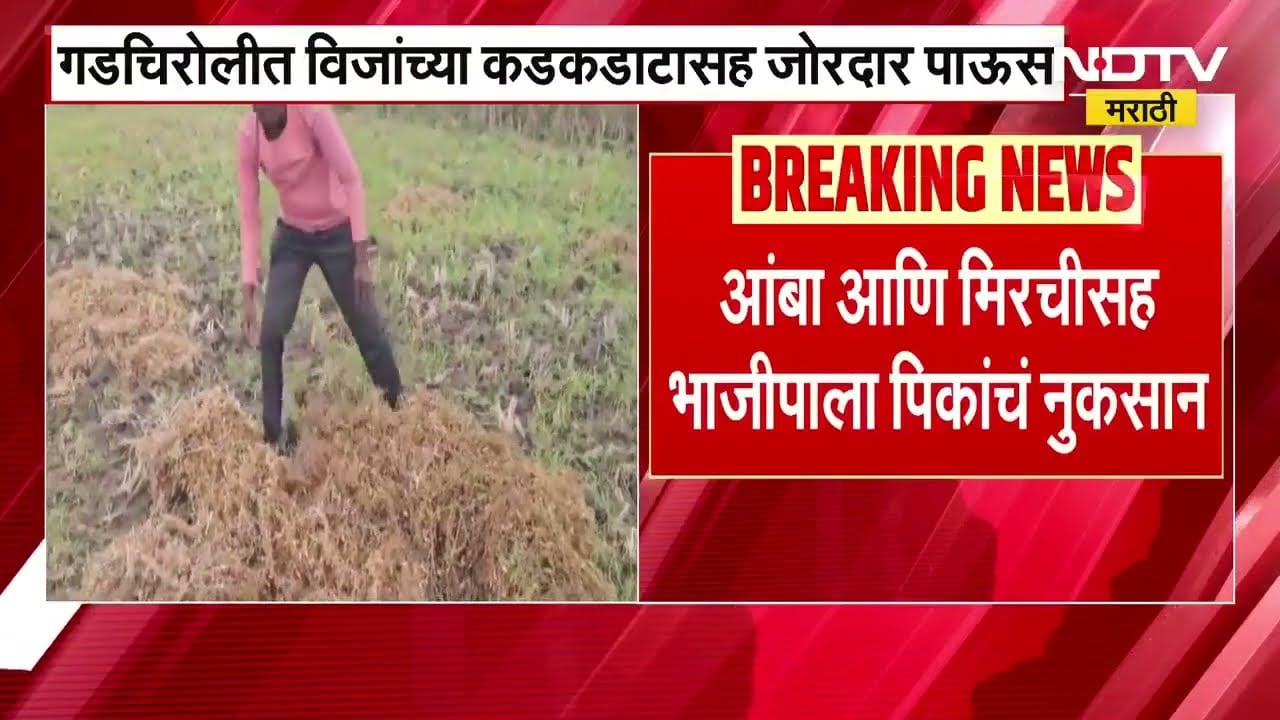 Unseasonal Rain in Gadchiroli | गडचिरोलीत विजांच्या कडकडाटांसह जोरदार पाऊस, भाजीपाला पिकांचं नुकसान