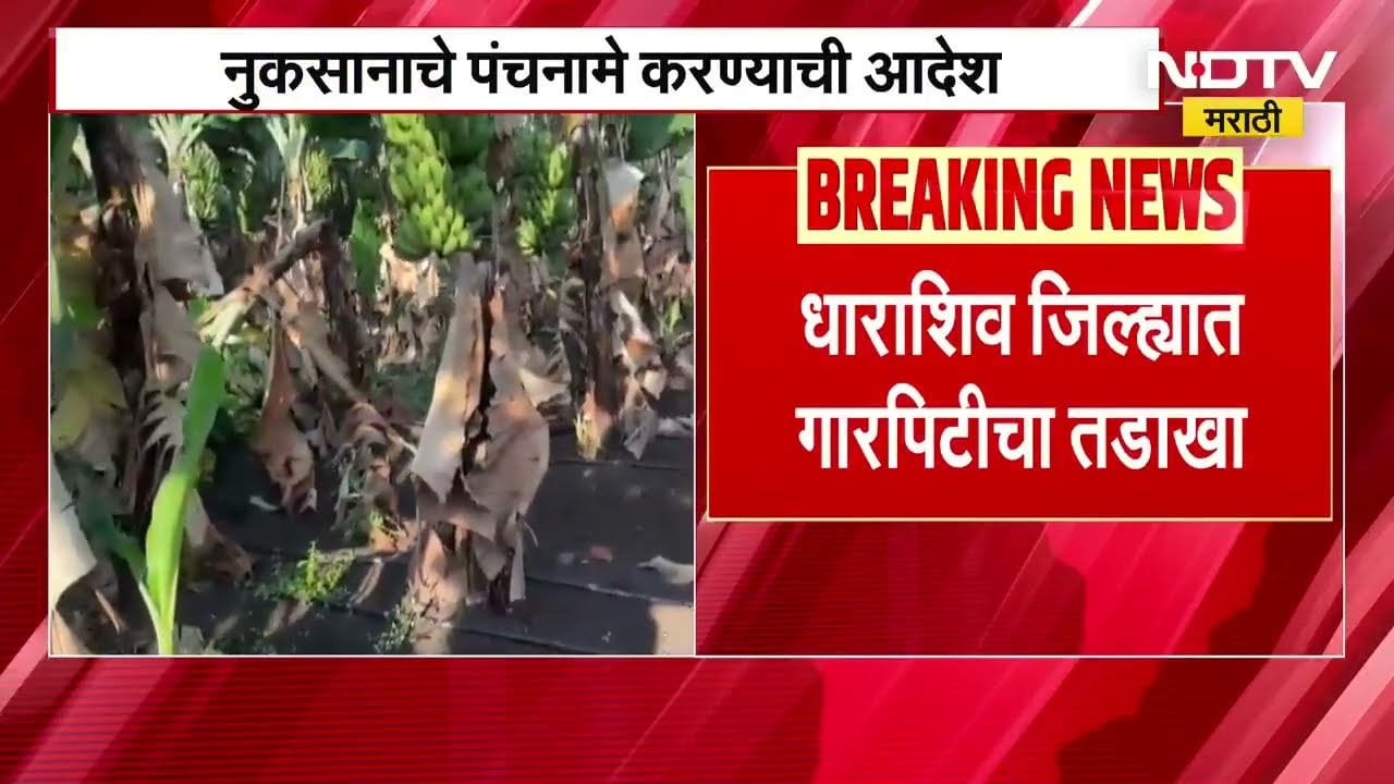 Unseasonal Rains | अवकाळी आणि गारपिटीचं तांडव, धाराशिवमधील केळी शेतीचं मोठं नुकसान | NDTV Marathi