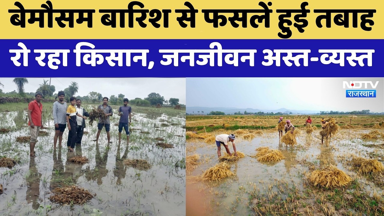 Rajasthan के Rain और Hailstorm  से फसलें बर्बाद | Rain | Hailstorm  | Top News | Rainfall Alert