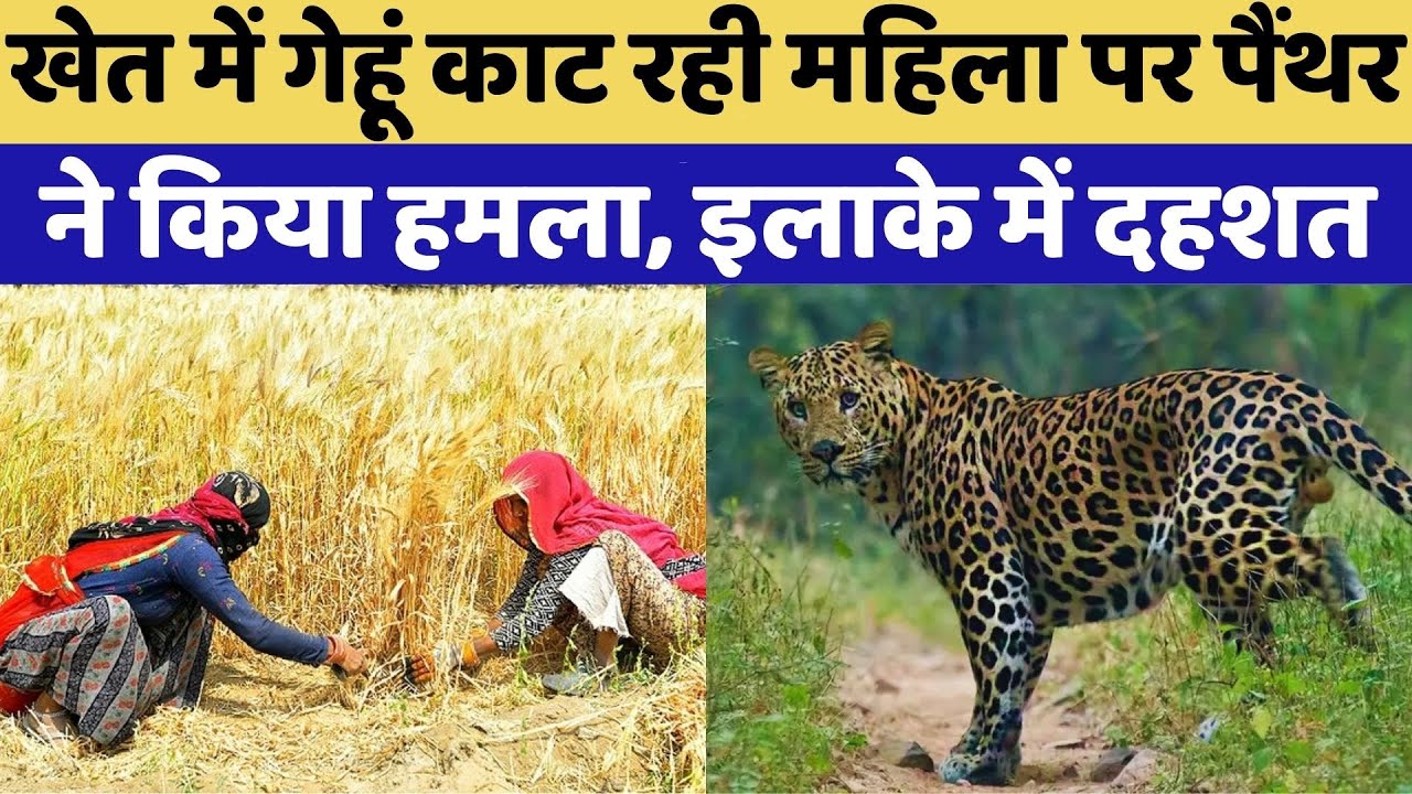 Bharatpur Panther Attack: खेत में गेहूं काट रही महिला पर पैंथर का खूनी हमला | Video Viral | Top News