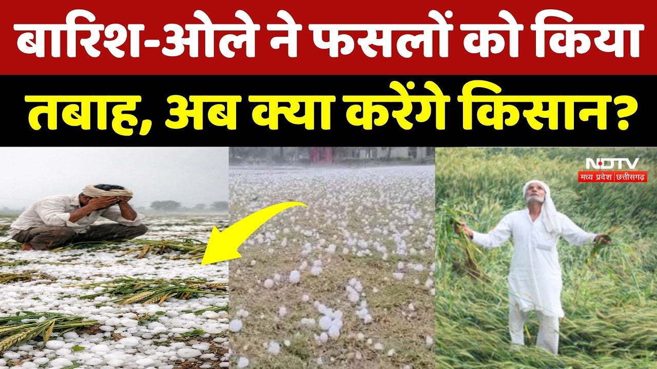 Weather Update: तेज बारिश और ओले से फसलें हुई तबाह, बेबस हुए किसान! Rain Alert | NDTV MPCG News