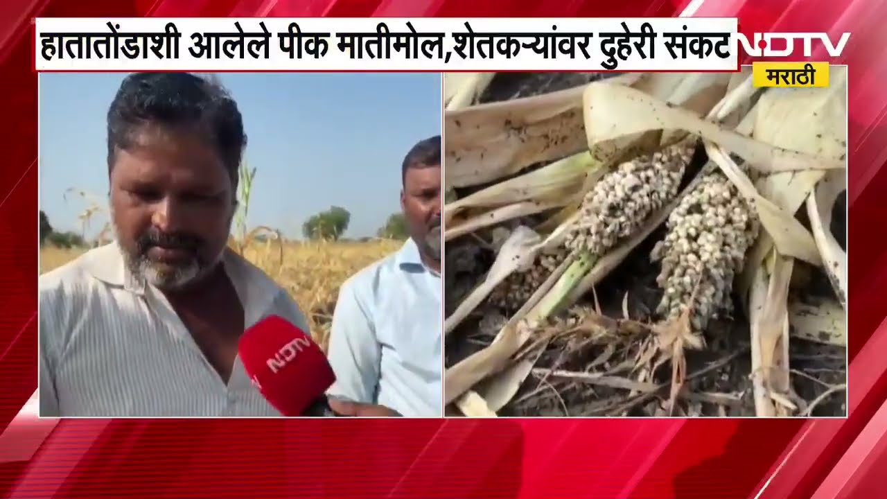 Dharashiv Crop Loss | अवकाळीचा धाराशिवमधील ज्वारीला फटका, हातातोंडाशी आलेलं पीक गेलं । NDTV मराठी