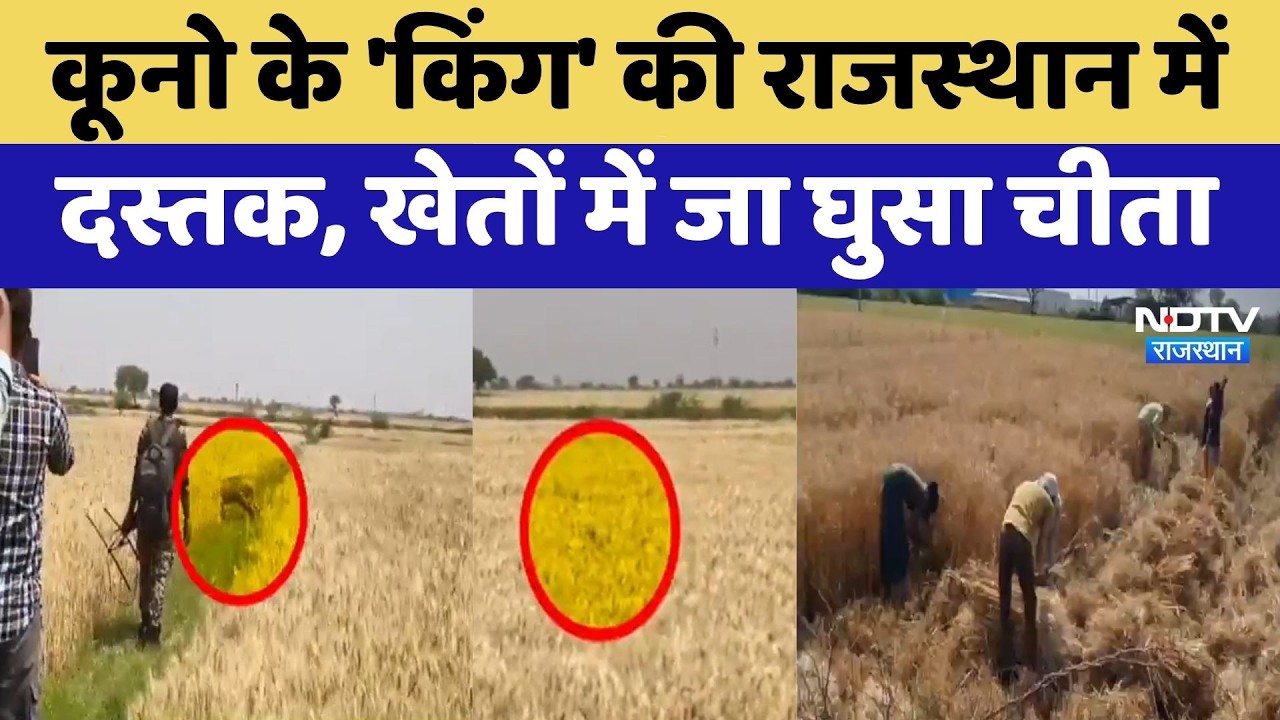 Kota News: Kuno के 'किंग' की Rajasthan में दस्तक Leopard | Viral Video | Kuno National Park