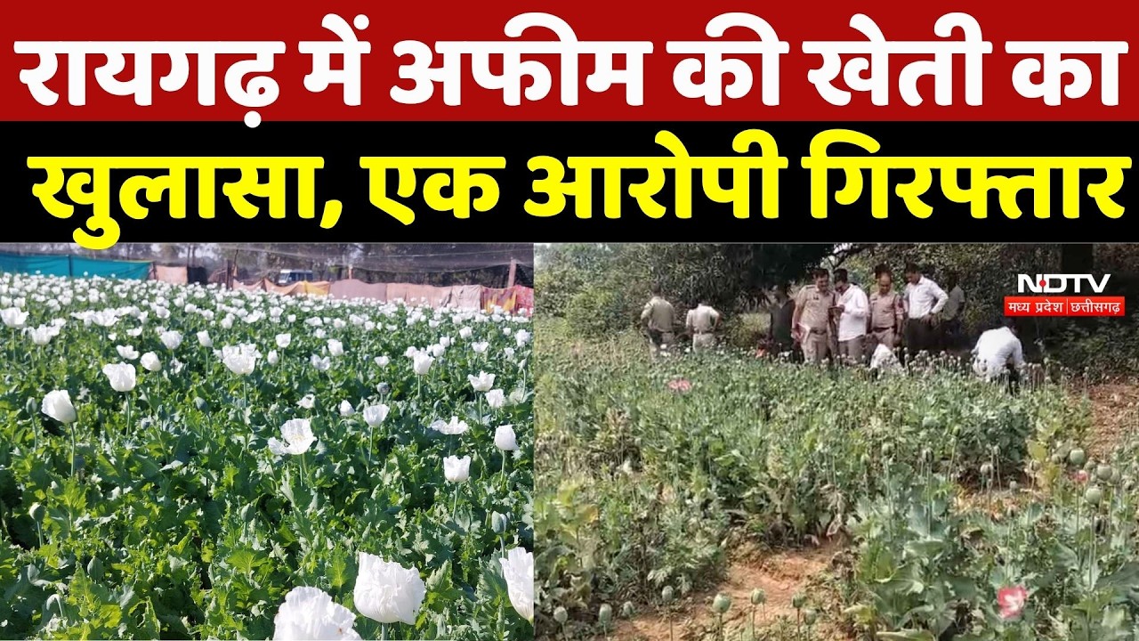 Raigarh News: रायगढ़ में अफीम की खेती का खुलासा, एक आरोपी गिरफ्तार | Opium Farming | Top News | CG