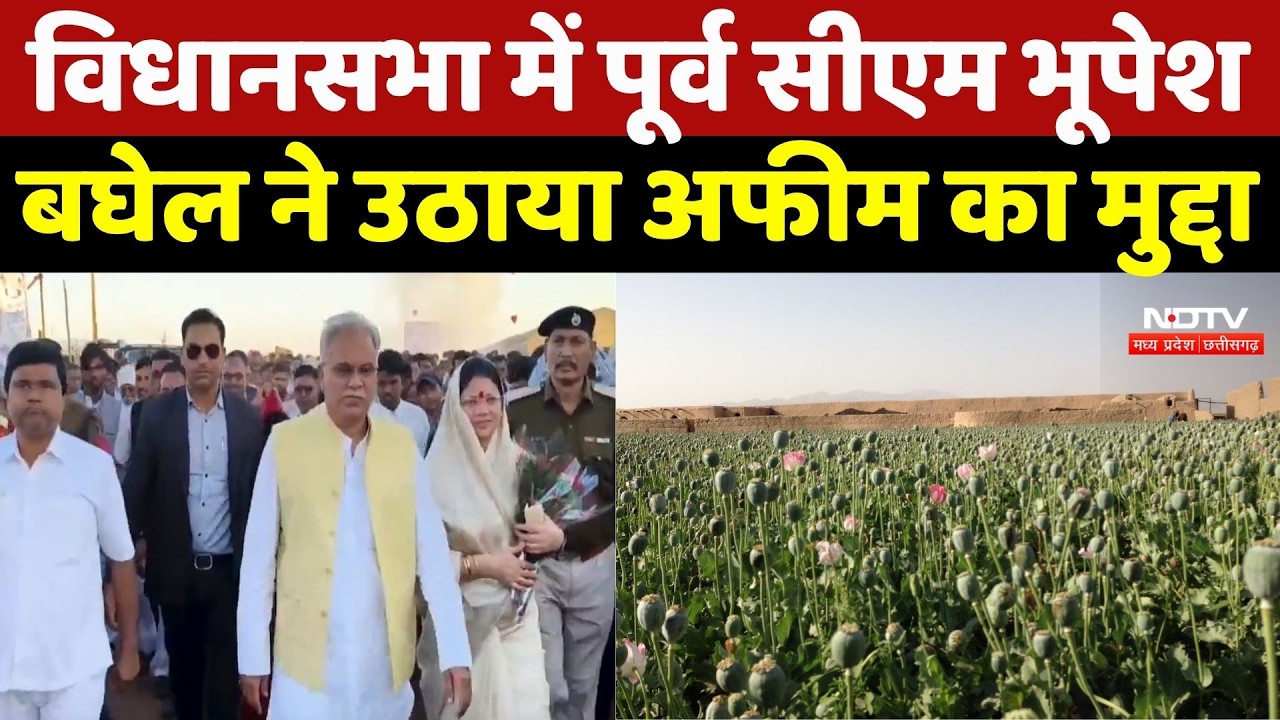Raipur News:Vidhan Sabha में पूर्व CM Bhupesh Baghel ने उठाया अफीम का मुद्दा | Illegal Opium Farming