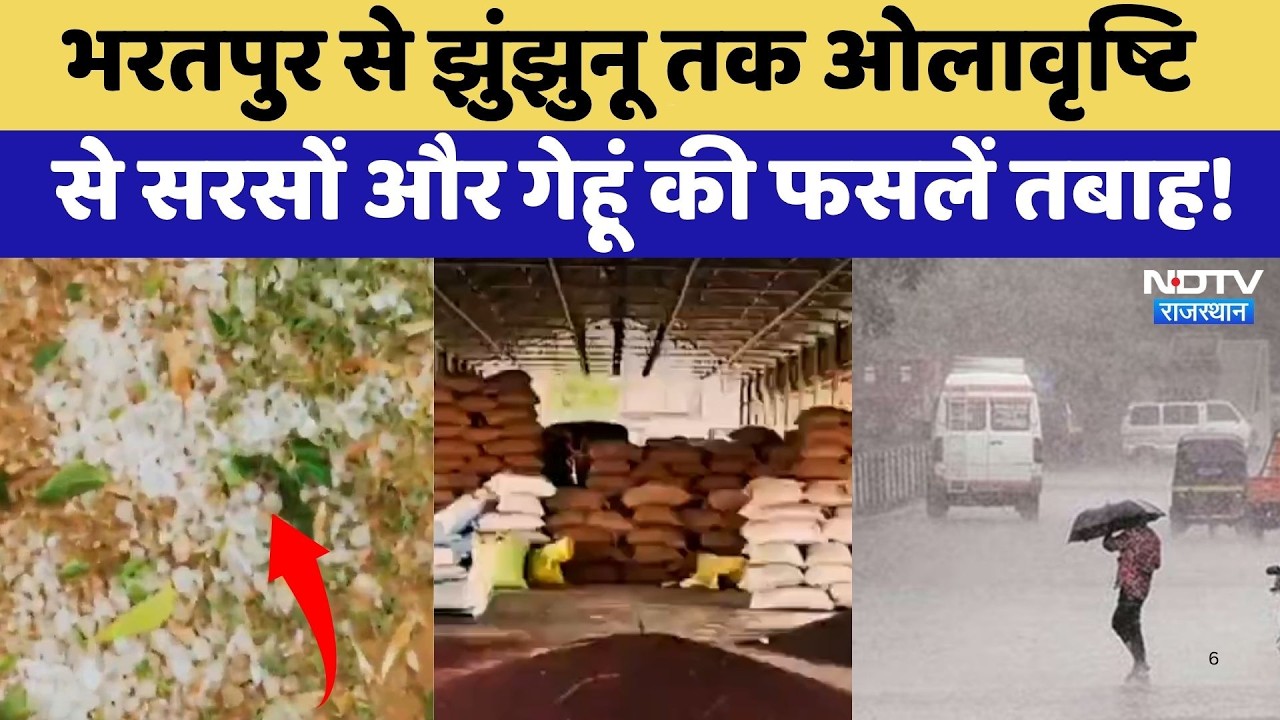 Weather Alert: Bharatpur से Jhunjhunu तक ओलावृष्टि से सरसों और गेहूं की फसलें तबाह! | Heavy Rain