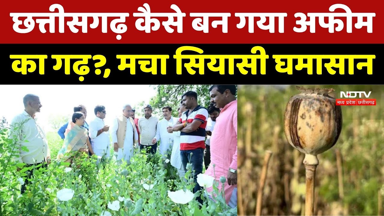 Chhattisgarh Illegal Afeem Farming: छत्तीसगढ़ कैसे बना अवैध अफीम का गढ़? | Raigarh | Crime News