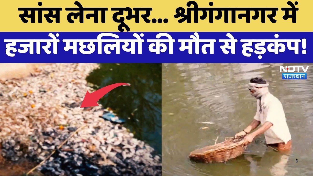 Mass Fish Death: सांस लेना दूभर, Sriganganagar में हजारों मछलियों की मौत से हड़कंप! | Top News