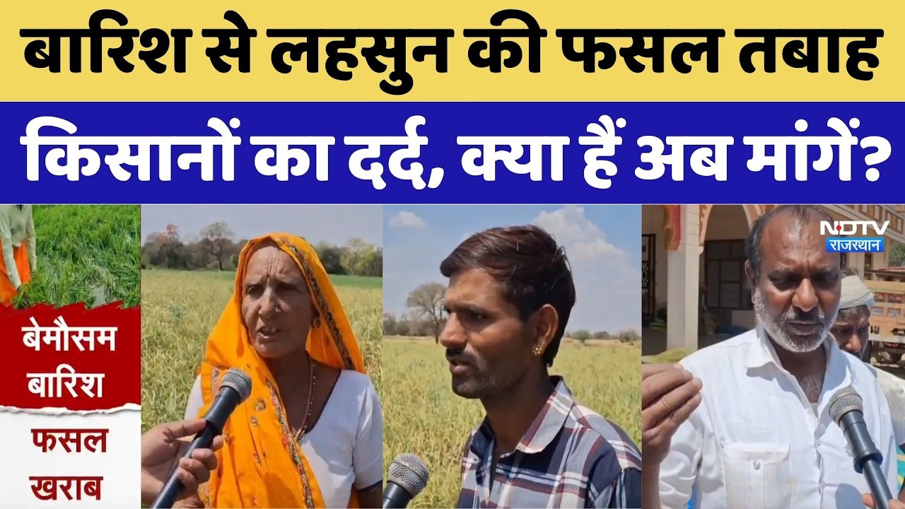 Agriculture Crisis: बारिश से लहसुन की फसल तबाह, किसानों का दर्द, क्या हैं अब मांगें?। Top News। NDTV
