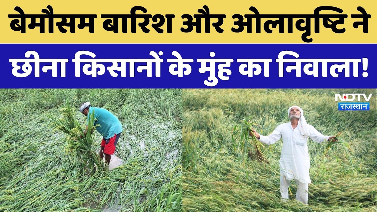 Weather Alert: बेमौसम बारिश और ओले से फसलें बर्बाद, अब क्या करेंगे किसान? Rain | NDTV Rajasthan News