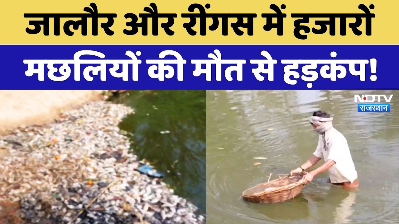 Mass Fish Death: रींगस और जालौर में कैसे हुई हजारों मछलियों की मौत? NDTV Rajasthan News | Top News