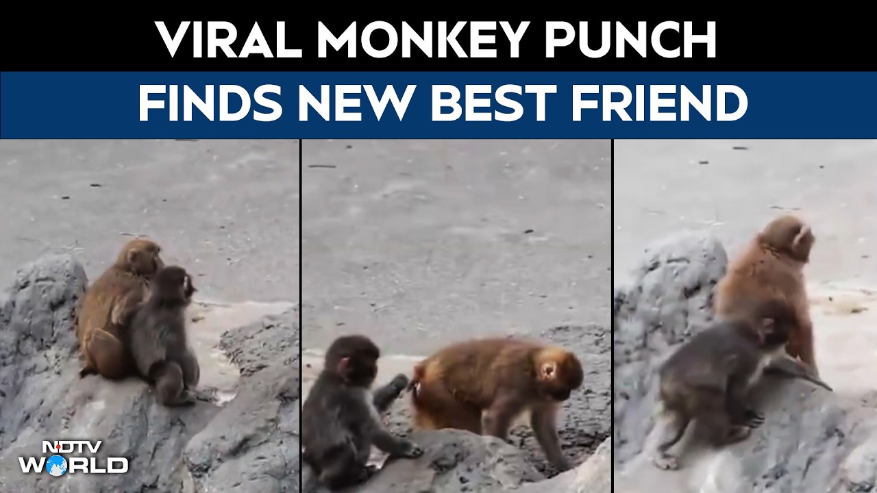 Punch The Lonely Monkey | From Plushie To Pal: Punch The Monkey Finds A Real Best Friend
