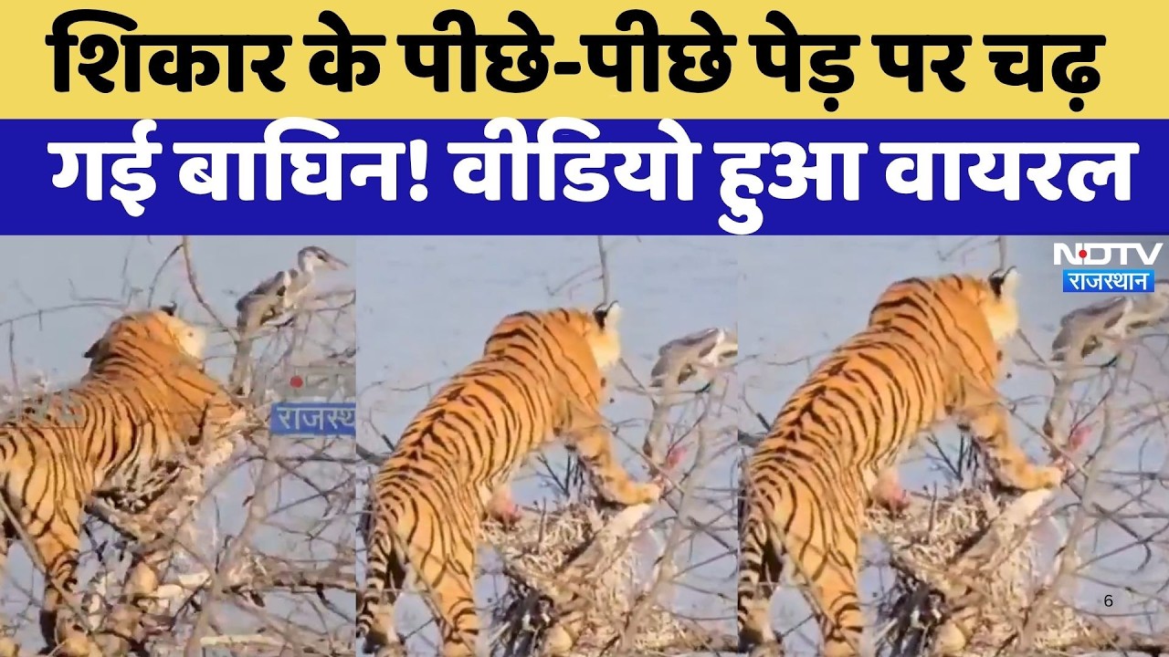 Tiger Movement: Sawai Madhopur में पेड़ पर चढ़ कर शिकार करती नजर आई बाघिन | Viral Video | Wild Life